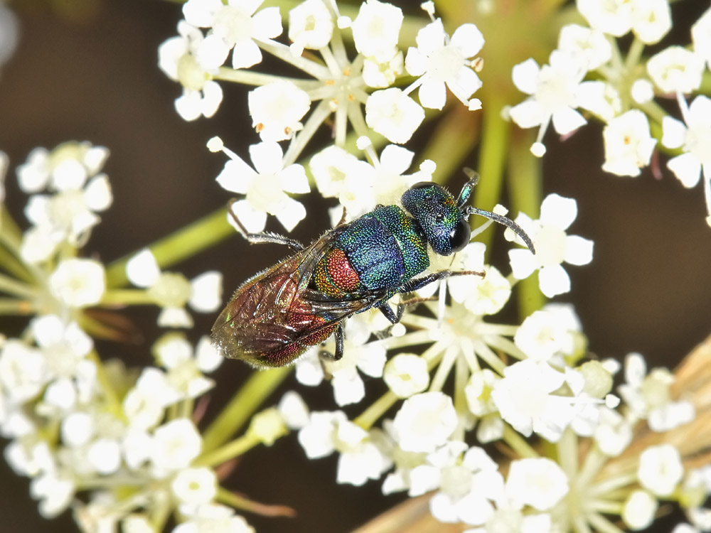 Chrysididae: Chrysis scutellaris